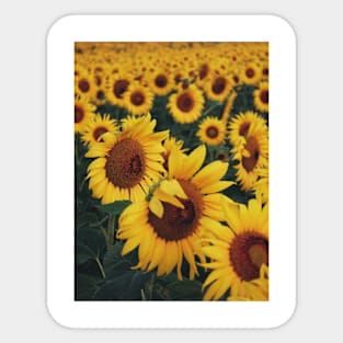 Sunflower Sticker